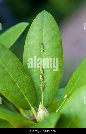 Vier grün-rote Rhododendron-Blattrichter hintereinander auf einem grünen Blatt, von oben gesehen mit einer Rhododendron-Knospe Stockfoto