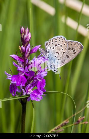 Ein blauer Schmetterling mit schwarzen Punkten, genannt Mazarinblau, auf einer lila Orchidee und grünem, verschwommenem Hintergrund Stockfoto