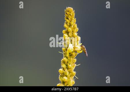 Eine Skorpionfliege sitzt an der Seite einer gelben, kleinflümten großen Maulein mit dunklem Hintergrund Stockfoto