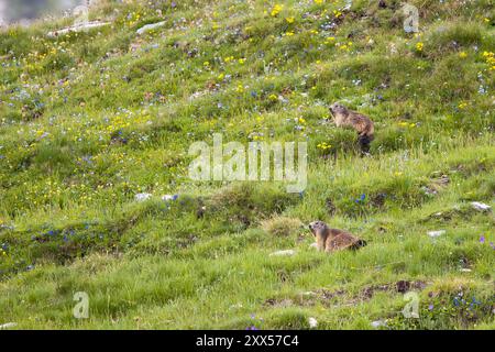 Zwei alpine Murmeltiere beobachten die Umgebung auf einer Wiese mit bunten Blumen Stockfoto