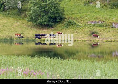 Eine Herde brauner und schwarzer Kühe am Ufer eines Sees die Tiere spiegeln sich im Wasser Stockfoto