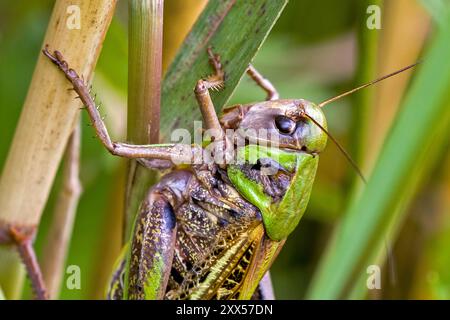 Nahaufnahme eines grün-braunen wilden Heuschrecken der Art Warzenbeißer auf einem Grasblatt Stockfoto