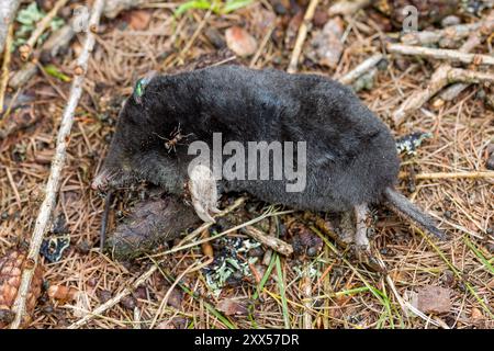 Ein kleiner schwarzer toter Maulwurf liegt auf dem Waldboden mit Ameisen und Fliegen darauf Stockfoto