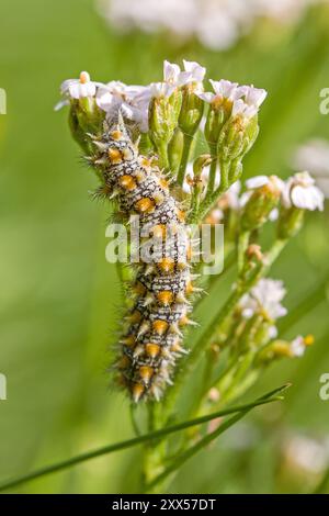 Eine orangebraune, haarige raupe des gefleckten Fritillariums auf einer weißen Blume mit einem verschwommenen grünen Hintergrund Stockfoto