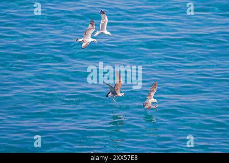 Blick von oben auf vier Gelbbeinmöwen im Flug, die über einen Fisch mit blauem Hintergrund kämpfen Stockfoto