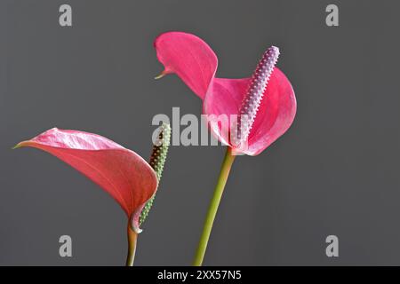 Seitenansicht von zwei rosa Flamingoblumen mit grauem Hintergrund Stockfoto