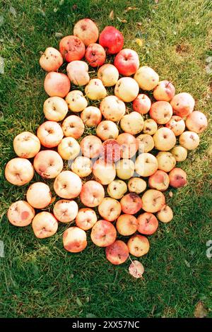 Verfaulte Äpfel sind zu spät zur Ernte. Stockfoto