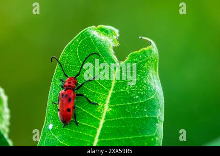 Roter Milchweedkäfer (Tetraopes tetrophthalmus) Ein roter Milchweedkäfer auf einem Milchweedblatt. Stockfoto