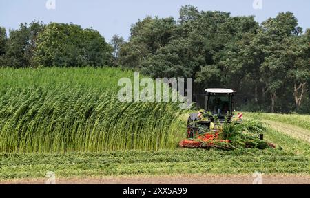 Nutzhanf Ernte am Niederrhein Cannabis-Ernte am Niederrhein: Mit einem speziellen Anbaugerät der Firma Wittrock wird die Sorte Cannabis sativa mit dem Claas Xerion 4000 Traktor geerntet. Cannabis sativa ist eine reine Nutzpflanze und nicht für den Konsum geeignet. Nutzhanf bietet ideale Eigenschaften für den ökologischen Landbau. Krefeld Egelsberg Deutschland Nordrhein-Westfalen / NRW *** Cannabisernte am Niederrhein Cannabis Ernte am Niederrhein die Sorte Cannabis sativa wird mit einem speziellen Anbauer von Wittrock mit dem Claas Xerion 4000 Traktor Cannabis sati geerntet Stockfoto