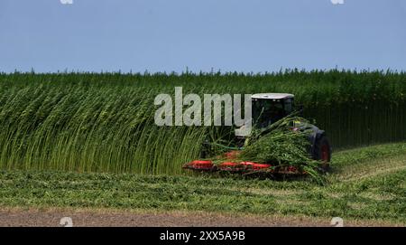 Nutzhanf Ernte am Niederrhein Cannabis-Ernte am Niederrhein: Mit einem speziellen Anbaugerät der Firma Wittrock wird die Sorte Cannabis sativa mit dem Claas Xerion 4000 Traktor geerntet. Cannabis sativa ist eine reine Nutzpflanze und nicht für den Konsum geeignet. Nutzhanf bietet ideale Eigenschaften für den ökologischen Landbau. Krefeld Egelsberg Deutschland Nordrhein-Westfalen / NRW *** Cannabisernte am Niederrhein Cannabis Ernte am Niederrhein die Sorte Cannabis sativa wird mit einem speziellen Anbauer von Wittrock mit dem Claas Xerion 4000 Traktor Cannabis sati geerntet Stockfoto