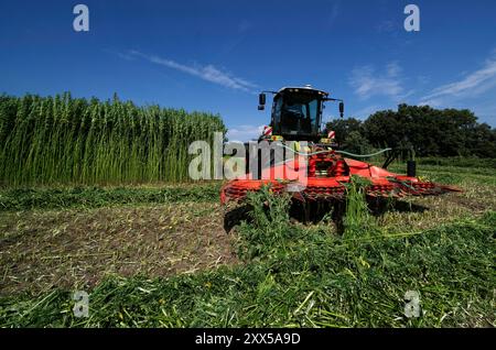 Nutzhanf Ernte am Niederrhein Cannabis-Ernte am Niederrhein: Mit einem speziellen Anbaugerät der Firma Wittrock wird die Sorte Cannabis sativa mit dem Claas Xerion 4000 Traktor geerntet. Cannabis sativa ist eine reine Nutzpflanze und nicht für den Konsum geeignet. Nutzhanf bietet ideale Eigenschaften für den ökologischen Landbau. Krefeld Egelsberg Deutschland Nordrhein-Westfalen / NRW *** Cannabisernte am Niederrhein Cannabis Ernte am Niederrhein die Sorte Cannabis sativa wird mit einem speziellen Anbauer von Wittrock mit dem Claas Xerion 4000 Traktor Cannabis sati geerntet Stockfoto