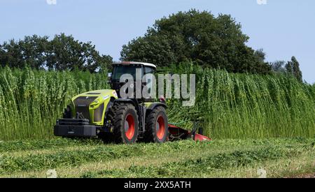 Nutzhanf Ernte am Niederrhein Cannabis-Ernte am Niederrhein: Mit einem speziellen Anbaugerät der Firma Wittrock wird die Sorte Cannabis sativa mit dem Claas Xerion 4000 Traktor geerntet. Cannabis sativa ist eine reine Nutzpflanze und nicht für den Konsum geeignet. Nutzhanf bietet ideale Eigenschaften für den ökologischen Landbau. Krefeld Egelsberg Deutschland Nordrhein-Westfalen / NRW *** Cannabisernte am Niederrhein Cannabis Ernte am Niederrhein die Sorte Cannabis sativa wird mit einem speziellen Anbauer von Wittrock mit dem Claas Xerion 4000 Traktor Cannabis sati geerntet Stockfoto