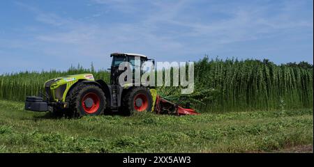 Nutzhanf Ernte am Niederrhein Cannabis-Ernte am Niederrhein: Mit einem speziellen Anbaugerät der Firma Wittrock wird die Sorte Cannabis sativa mit dem Claas Xerion 4000 Traktor geerntet. Cannabis sativa ist eine reine Nutzpflanze und nicht für den Konsum geeignet. Nutzhanf bietet ideale Eigenschaften für den ökologischen Landbau. Krefeld Egelsberg Deutschland Nordrhein-Westfalen / NRW *** Cannabisernte am Niederrhein Cannabis Ernte am Niederrhein die Sorte Cannabis sativa wird mit einem speziellen Anbauer von Wittrock mit dem Claas Xerion 4000 Traktor Cannabis sati geerntet Stockfoto