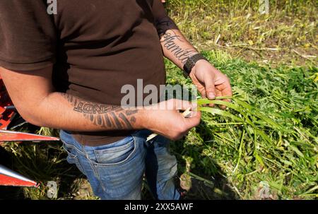 Nutzhanf Ernte am Niederrhein Cannabis-Ernte am Niederrhein: Mit einem speziellen Anbaugerät der Firma Wittrock wird die Sorte Cannabis sativa mit dem Claas Xerion 4000 Traktor geerntet. Cannabis sativa ist eine reine Nutzpflanze und nicht für den Konsum geeignet. Nutzhanf bietet ideale Eigenschaften für den ökologischen Landbau. Krefeld Egelsberg Deutschland Nordrhein-Westfalen / NRW *** Cannabisernte am Niederrhein Cannabis Ernte am Niederrhein die Sorte Cannabis sativa wird mit einem speziellen Anbauer von Wittrock mit dem Claas Xerion 4000 Traktor Cannabis sati geerntet Stockfoto