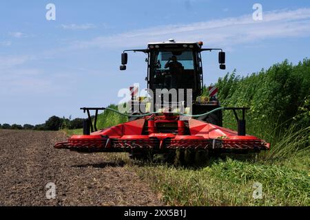 Nutzhanf Ernte am Niederrhein Cannabis-Ernte am Niederrhein: Mit einem speziellen Anbaugerät der Firma Wittrock wird die Sorte Cannabis sativa mit dem Claas Xerion 4000 Traktor geerntet. Cannabis sativa ist eine reine Nutzpflanze und nicht für den Konsum geeignet. Nutzhanf bietet ideale Eigenschaften für den ökologischen Landbau. Krefeld Egelsberg Deutschland Nordrhein-Westfalen / NRW *** Cannabisernte am Niederrhein Cannabis Ernte am Niederrhein die Sorte Cannabis sativa wird mit einem speziellen Anbauer von Wittrock mit dem Claas Xerion 4000 Traktor Cannabis sati geerntet Stockfoto