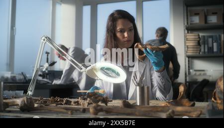 Archäologin arbeitet mit fossilen Überresten im modernen archäologischen Labor. Paläoanthropologe im Labormantel untersucht prähistorische menschliche Knochen unter Lampe, reinigt sie mit professionellen Werkzeugen und Pinseln. Stockfoto