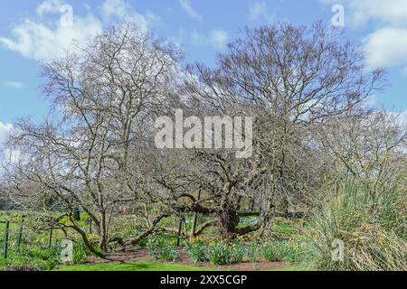 Narzissen wachsen um die Basis eines alten Baumes Stockfoto