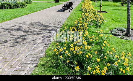 Keimlinge Frühlingsblumen Narzissen im Frühfrühlingspark im Londoner Park Stockfoto