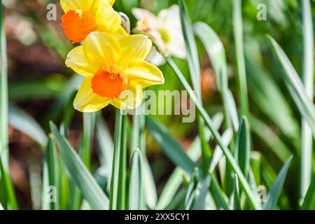 Keimlinge Frühlingsblumen Narzissen im Frühfrühlinggarten Stockfoto