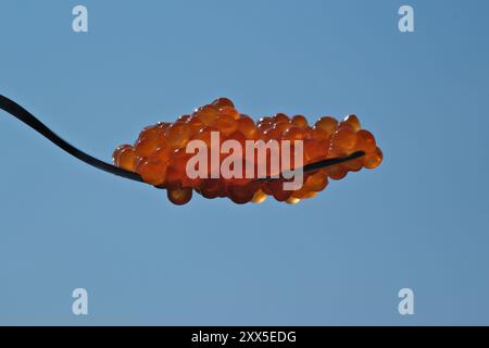 Roter Kaviar auf einer Gabel gegen den blauen Himmel, Nahaufnahme Stockfoto