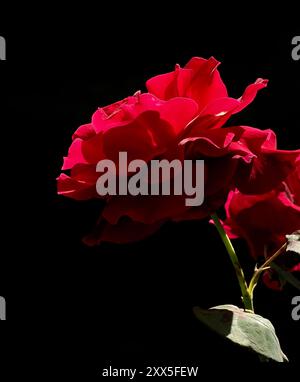 Eine dunkelrote Rose, die von der Sonne auf einem dunkelschwarzen Hintergrund beleuchtet wird Stockfoto