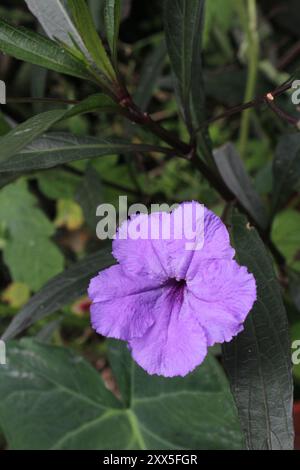Violette Blüten der mexikanischen Petunia (Ruellia simplex) Stockfoto