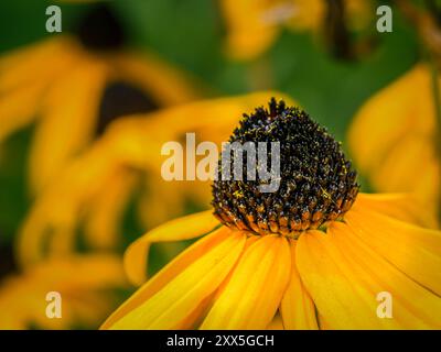Nahaufnahme einer blühenden Susan-Blume mit schwarzäugigen Augen Stockfoto