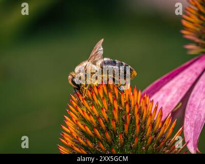 Nahaufnahme einer Biene, die Echinacea-Blüten bestäubt Stockfoto