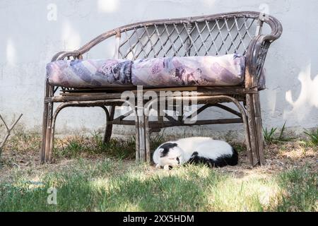 Weiße und schwarze Katze, die im Schatten eines Stuhls im Garten schläft Stockfoto