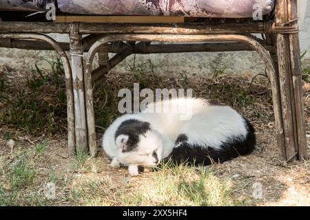 Weiße und schwarze Katze, die im Schatten eines Stuhls im Garten schläft Stockfoto