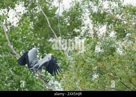 Ein großer Blaureiher (Ardea cinerea), der auf einem Ast in einem Baum über einem See landet Stockfoto