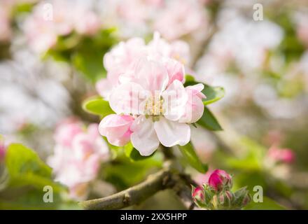 Detail der rosafarbenen und weißen Apfelblüte auf einem Apfelbaum, der im Frühjahr in einem britischen Garten blüht Stockfoto