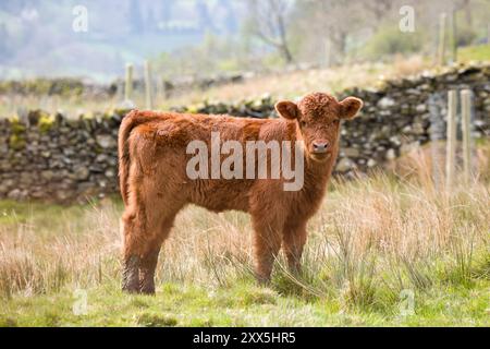 Luing-Rinder, Porträt eines Luing-Kuhkalbes auf einem Feld im Lake District, Cumbria, Großbritannien Stockfoto