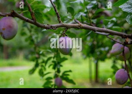 Pflaumen hängen an einem baum in der Nähe von Bad Neuenahr-Ahrweiler Rheinland-Pfalz. Die Pflaume oder Kultur-Pflaume Prunus domestica ist eine Pflanzenart aus der Gattung Prunus in der Familie der Rosengewächse Rosaceae. Pflaumen *** Pflaumen, die an einem Baum bei Bad Neuenahr Ahrweiler Rheinland-Pfalz hängen die Pflaume oder kultivierte Prunus domestica ist eine Pflanzenart der Gattung Prunus in der Rosenfamilie Rosaceae Pflaumen Stockfoto