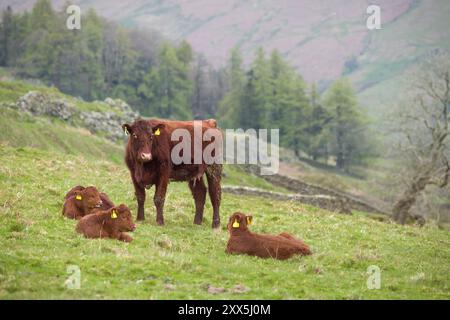 Luing-Rinder, Porträt einer Luing-Kuh mit Kälbern auf einem Feld im Lake District, Cumbria, Großbritannien Stockfoto