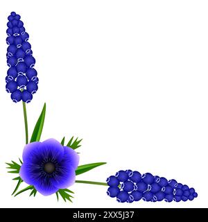 Ecke mit Hyazinthen aus muskarinblauen Trauben und Anemonenblüte auf weißem Hintergrund. Stock Vektor