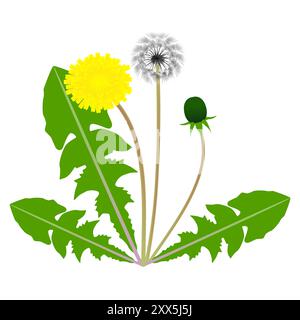 Eine Löwenzahnblume mit grünen Blättern mit Samen und Knospen. Stock Vektor