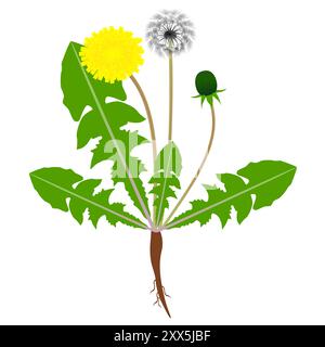Eine Löwenzahnpflanze mit Wurzeln auf weißem Hintergrund. Stock Vektor