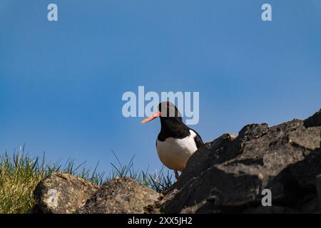 Eurasischer Austernfänger (Haematopus ostralegus) im Sommer Stockfoto