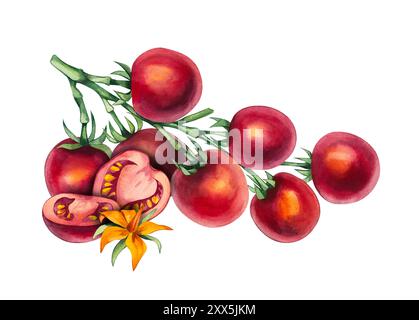 Kirschtomate in Wasserfarben. Handgezeichneter Tomatenzweig isoliert. Aquarelltomatenpflanze für die Gestaltung von Lebensmitteln, Textilien, Stoffen, Menüs, Restaurants und anderen Stockfoto