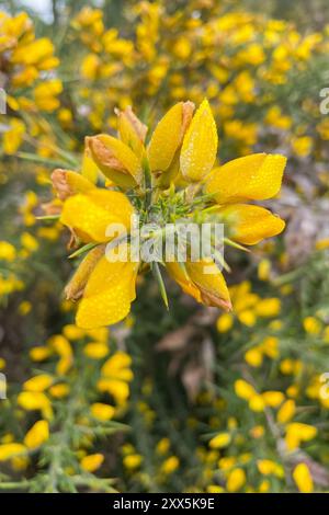Die gelben Blumen von Ulex, gemeinhin als Gorse, Furze oder Whine bekannt, sind die Gattung der blühenden Pflanzen der Familie Fabaceae. Stockfoto