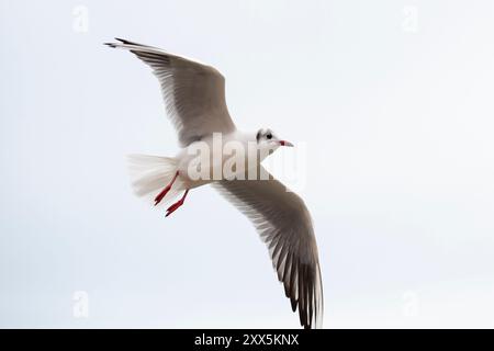 Möwe im Flug isoliert auf weißem Hintergrund. Stockfoto