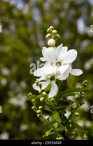 Exochorda racemosa Schneeberg weiß blühender Sträucher, Zierpflanze in Blüte, grüne Blätter an Zweigen Stockfoto