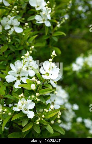 Exochorda racemosa Schneeberg weiß blühender Sträucher, Zierpflanze in Blüte, grüne Blätter an Zweigen Stockfoto