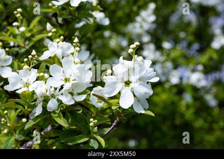 Exochorda racemosa Schneeberg weiß blühender Sträucher, Zierpflanze in Blüte, grüne Blätter an Zweigen Stockfoto