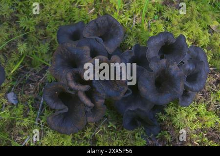 Eine Gruppe von Speisepilzen Craterellus cornucopioides (Horn des Plusses, schwarze Pfifferlinge, schwarze Trompete oder Trompete der Toten) in grünem Moos Stockfoto