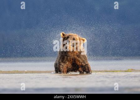 Coastal Brown Bear Bear Bay, Chinitna Bay, in der Nähe des Lake Clark National Park and Preserve, Alaska Stockfoto