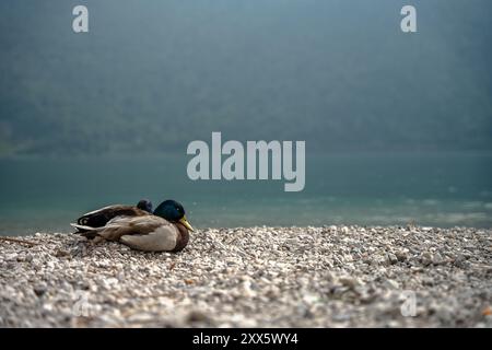 Borbino, Italien - Schlafenten. Comer See im Hintergrund. Stockfoto