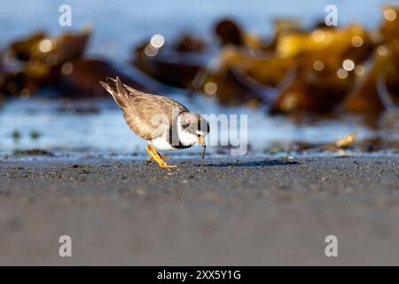 Halbpalmierter Plover (Charadrius semipalmatus) am Bishop's Beach - Homer, Alaska Stockfoto