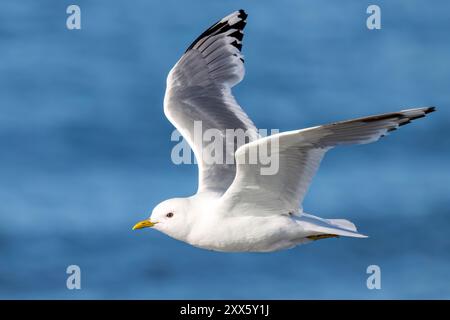 Kurzschnurmöwe (Larus brachyrhynchus) im Flug - Homer, Alaska Stockfoto